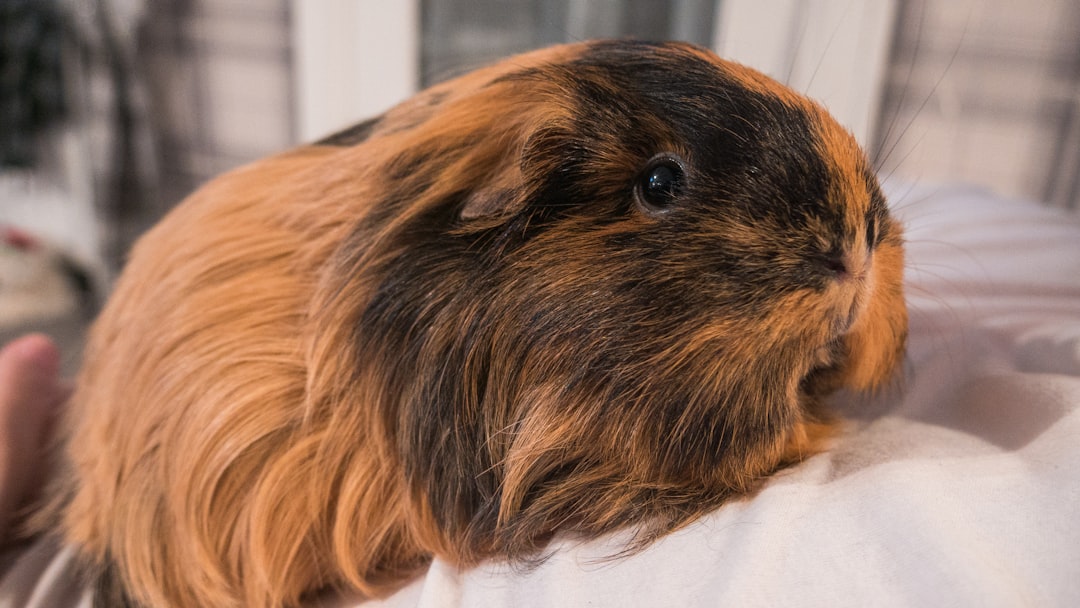 Small pet grooming tools including brushes and nail clippers for rabbits, guinea pigs and other tiny animals