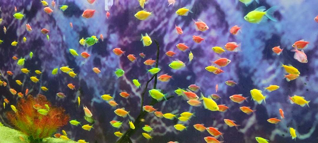 Colorful aquarium plants and decorative ornaments for fish tanks and underwater habitats