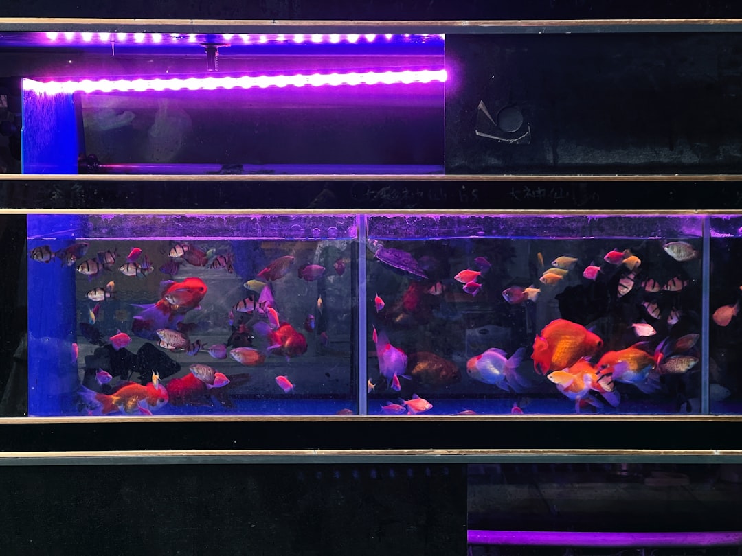 Fish tank hoods and lids preventing jumping and evaporation in home aquariums