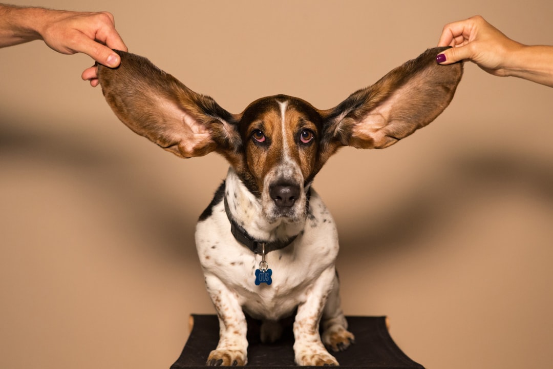 Dog ear and eye care products including cleaning solutions, wipes, and health supplies for pet grooming