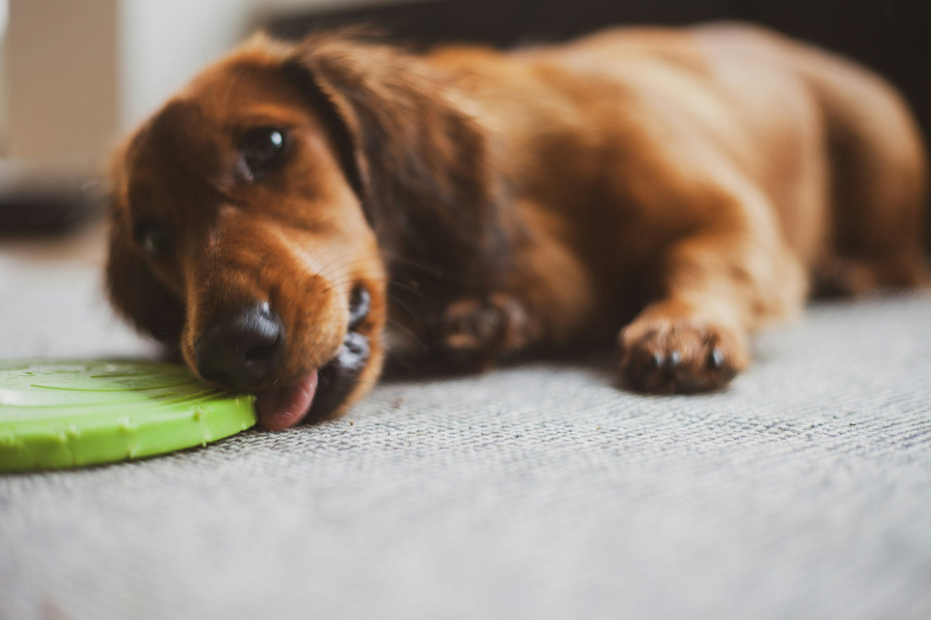 Dog lick mats for mental stimulation and slow feeding to keep pets entertained and reduce anxiety