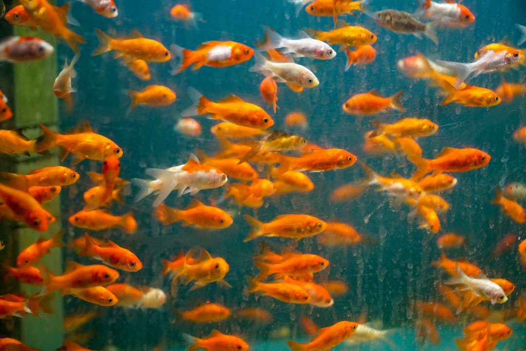 Premium water conditioners for fish tanks removing chlorine and harmful chemicals from aquarium water