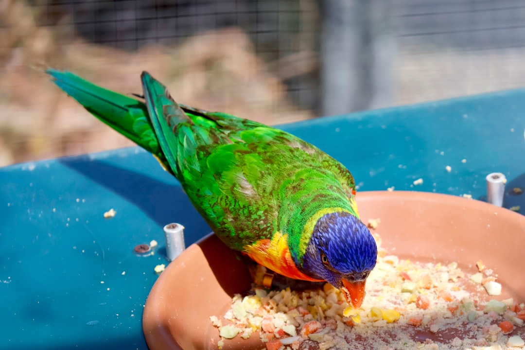 Colorful ceramic and stainless steel food and water dishes designed for pet birds and feathered friends