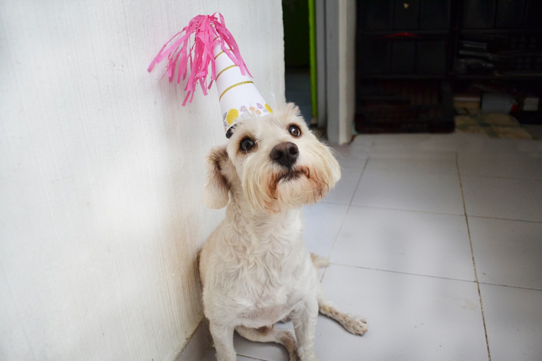 Festive New Year pet accessories including sparkly collars and party hats for dogs and cats