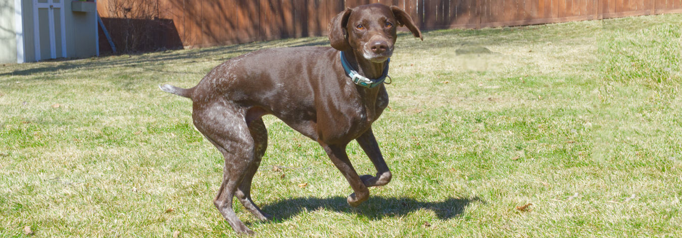 Cute dogs of different breeds and sizes playing together in a sunny backyard setting