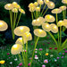 LED Solar Mushroom Lights