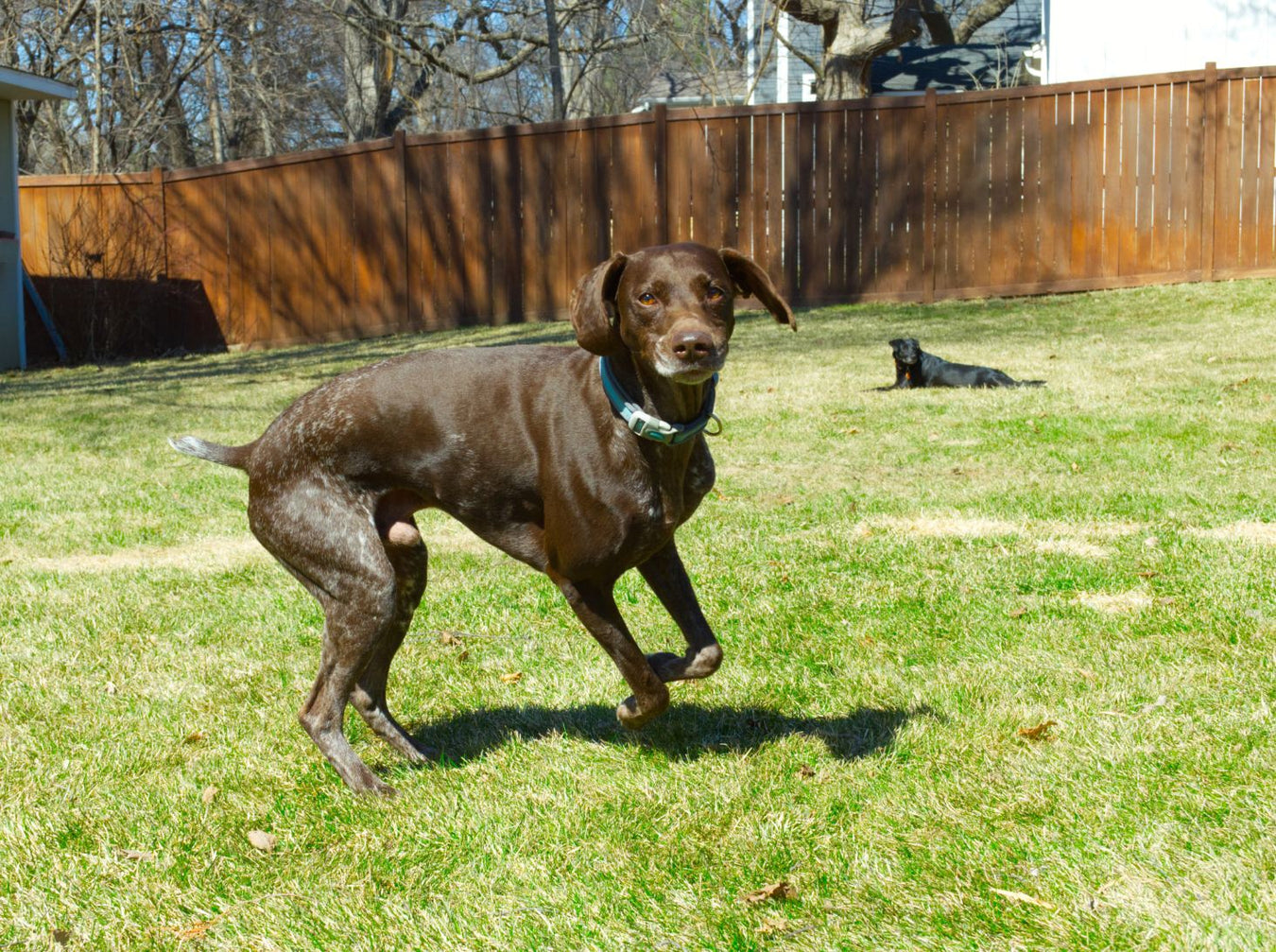 Cute dogs of different breeds and sizes playing together in a sunny backyard setting