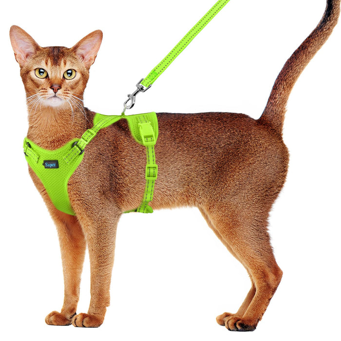 Abyssinian cat wearing bright green reflective harness and leash standing against white background
