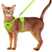 Abyssinian cat wearing bright green reflective harness and leash standing against white background