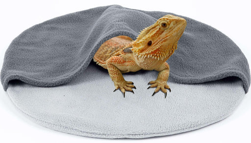 Bearded dragon emerging from gray fleece reptile bed showing orange coloring and spiky beard