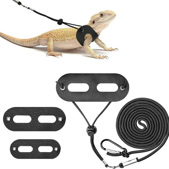 Bearded dragon wearing black harness with leash and harness components displayed below