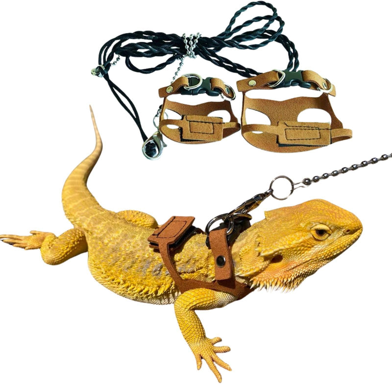 Yellow bearded dragon wearing brown leather harness with leash and chain attachment