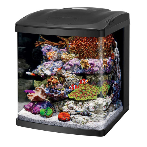 Black cube aquarium with vibrant coral reef setup including clownfish, purple and orange corals
