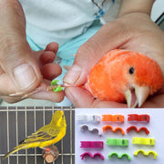 Orange lovebird being hand-fed with colorful numbered bird leg rings displayed below