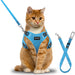 Orange tabby cat wearing blue mesh harness with matching leash on white background