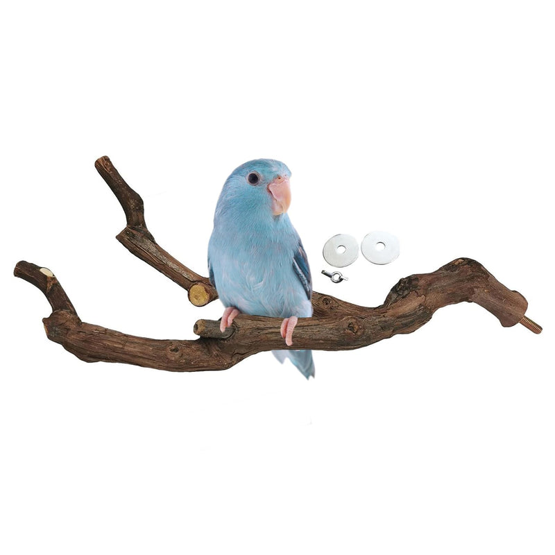 Blue parrot perched on natural grapevine branch with mounting hardware displayed on white background