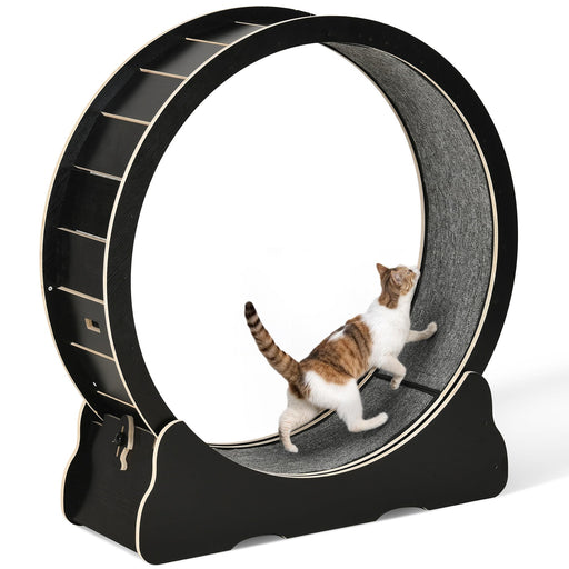 Tabby cat walking inside large black wooden exercise wheel with gray carpet lining