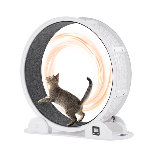 Tabby cat walking inside white smart exercise wheel with digital pedometer display