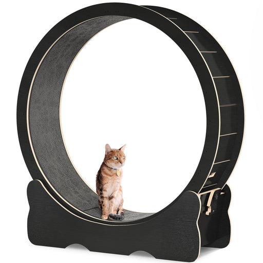 Orange tabby cat sitting inside large black wooden cat exercise wheel with gray carpet