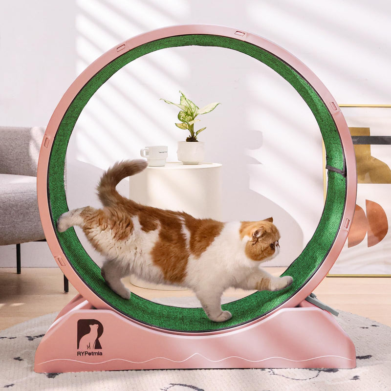 Orange and white cat walking inside pink carpeted exercise wheel with green running surface