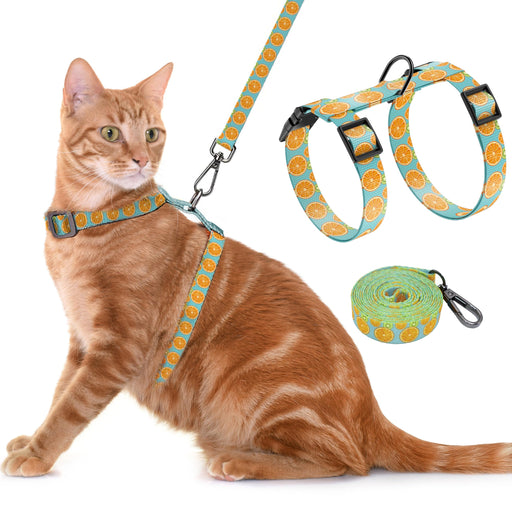 Orange tabby cat wearing turquoise harness with orange slice pattern, showing harness and leash set