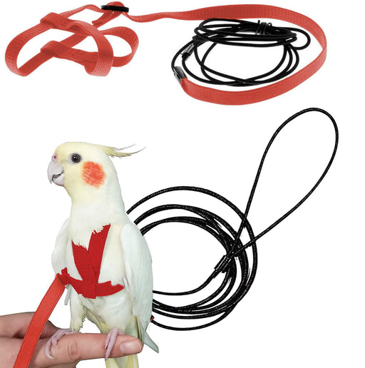 White cockatiel wearing red harness on hand with black leash coiled beside bird