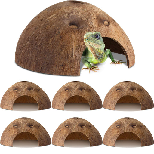 Green iguana emerging from coconut shell hideout with six additional shells arranged below