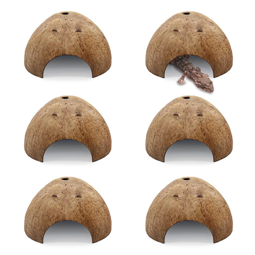 Six natural coconut shell hideouts arranged in grid, one showing gecko emerging from entrance