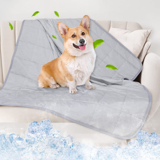 Corgi dog sitting on gray cooling blanket on white couch with ice cubes and green leaves