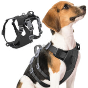 Beagle wearing black reflective harness shown alongside standalone harness product view
