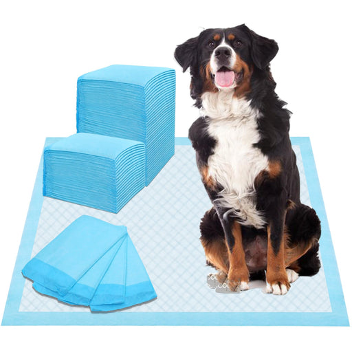 Large Bernese Mountain Dog sitting on blue training pad with stacks of absorbent pee pads nearby