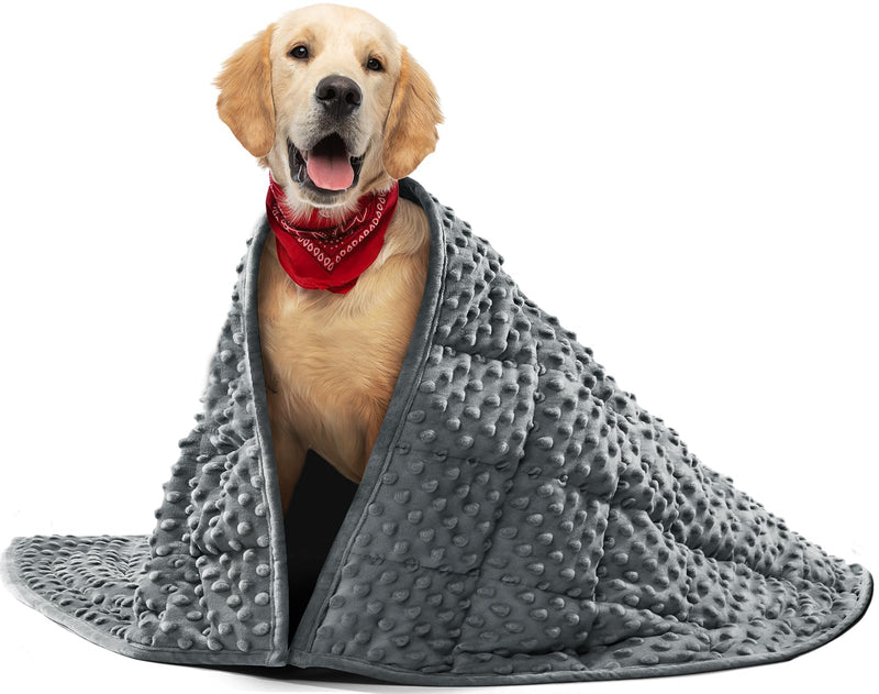 Golden retriever wearing red bandana wrapped in gray textured weighted blanket against white
