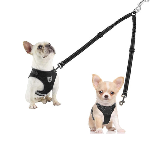 French Bulldog and Chihuahua wearing black harnesses connected to double dog leash with swivel