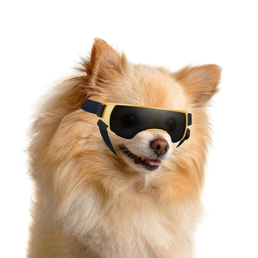 Fluffy Pomeranian dog wearing black and gold UV protection goggles against white background