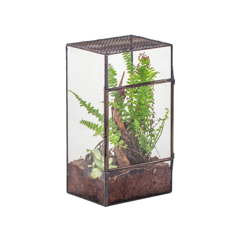 Glass reptile terrarium with mesh top, planted ferns and driftwood on white background