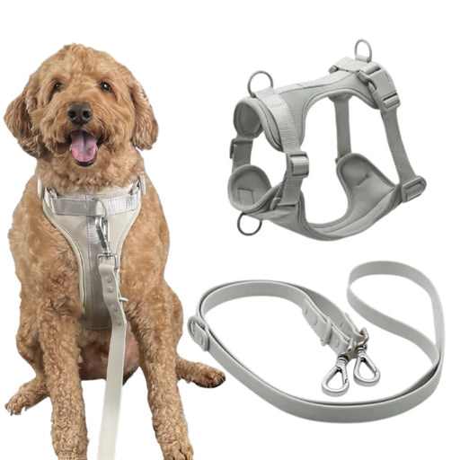 Golden doodle wearing gray neoprene harness with leash set and product flat lay on white background
