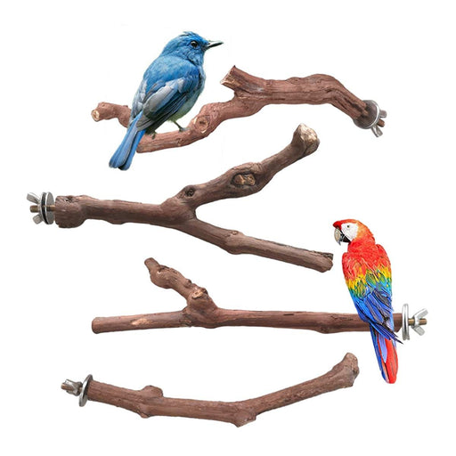 Natural grapewood bird perches with metal clamps, blue songbird and colorful macaw perched