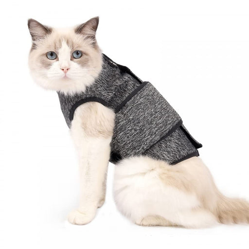 Ragdoll cat wearing gray anxiety calming jacket harness on white background
