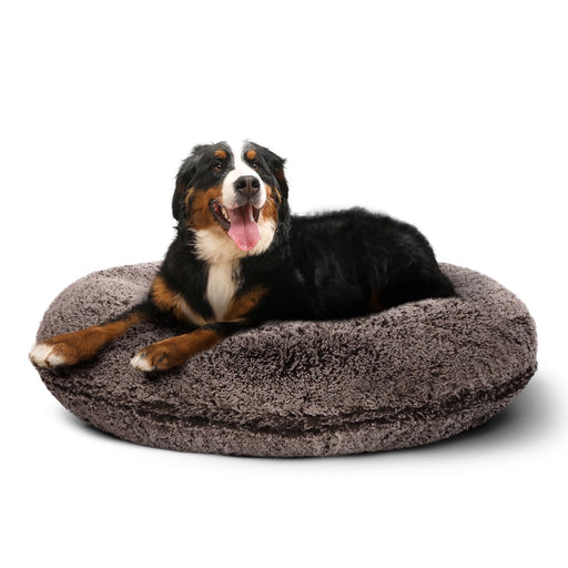 Bernese Mountain Dog lying on gray faux fur donut bed with tongue out on white background