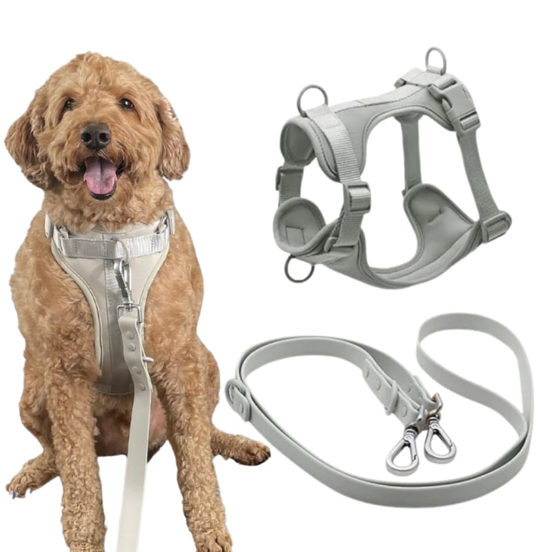 Golden doodle wearing gray neoprene no-pull harness with leash set product display