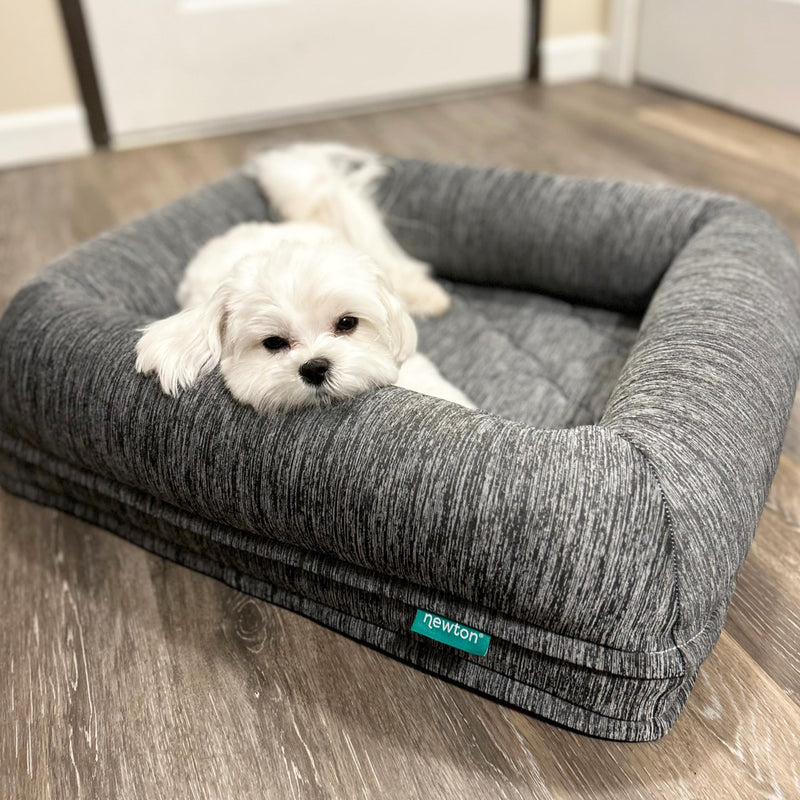 Small white fluffy dog resting in gray textured orthopedic dog bed with Newton brand label