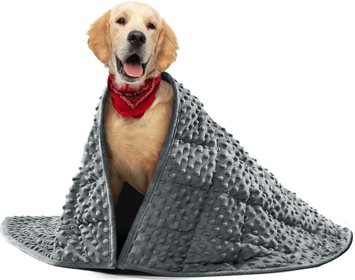 Golden retriever wrapped in gray textured weighted blanket wearing red bandana on white background