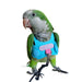 Green and gray parrot wearing bright blue flight harness with pink buckle and black leash
