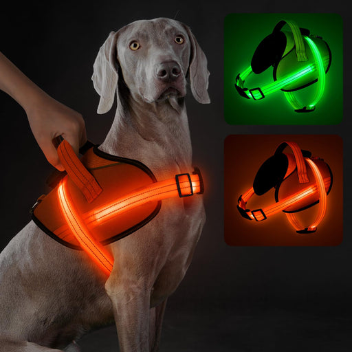 Weimaraner dog wearing glowing orange LED harness with green and orange color variant insets