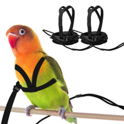 Colorful lovebird wearing black safety harness on wooden perch with two spare harnesses shown