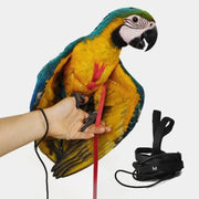 Blue and yellow macaw wearing black adjustable flight harness with red leash and hand demonstration