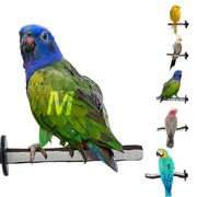 Blue-headed parrot on pumice perch with various colorful birds on similar perches shown on right
