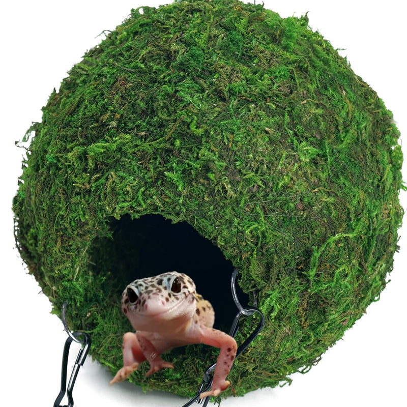 Leopard gecko emerging from green moss-covered spherical hideout cave with metal hanging chain