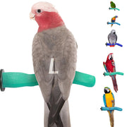Gray parrot with pink head perched on green textured bird perch with colorful parrots visible