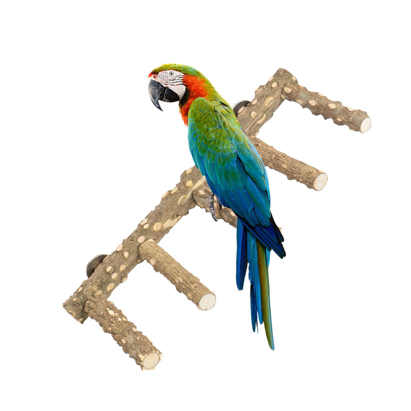 Colorful macaw parrot perched on natural wood branch ladder with multiple levels